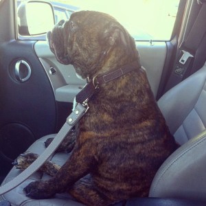 Rambo likes to be our second set of eyes on the road. 