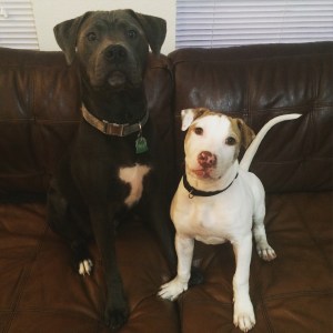 Vader & Barrett are the pawfect brothers! 